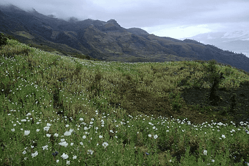 Manipur Poppy Photo by Geet